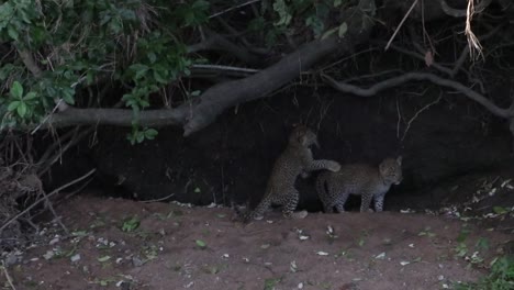 Zwei-Entzückende-Leopardenbabys,-Die-Zusammen-Spielen-Und-Klettern-Lernen,-Masai-Mara