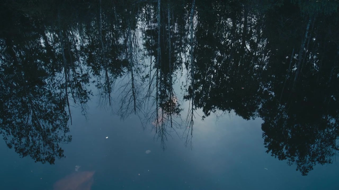 Mirror-like reflections of a forest on calm water at blue hour create an abstract natural composition with moody tones and serene atmosphere.