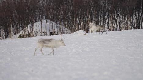 Porträt-Eines-Schneebedeckten-Sami-Rentiers-In-Waldbergen-In-Tromso,-Norwegen