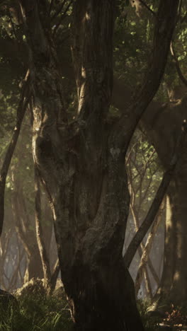 a close-up shot of a tree trunk in a forest