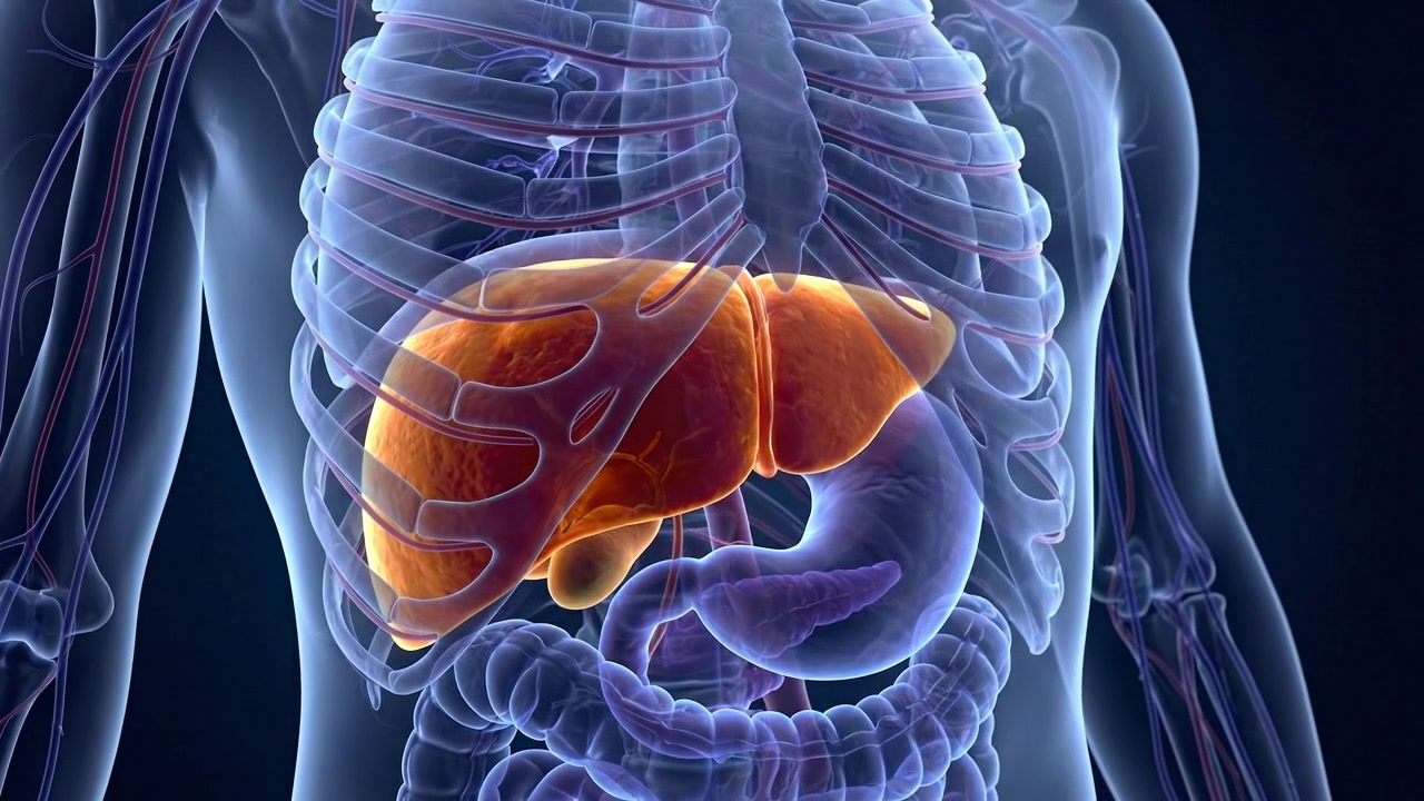 Detailed Human Liver Scan Showing Vascular Connections