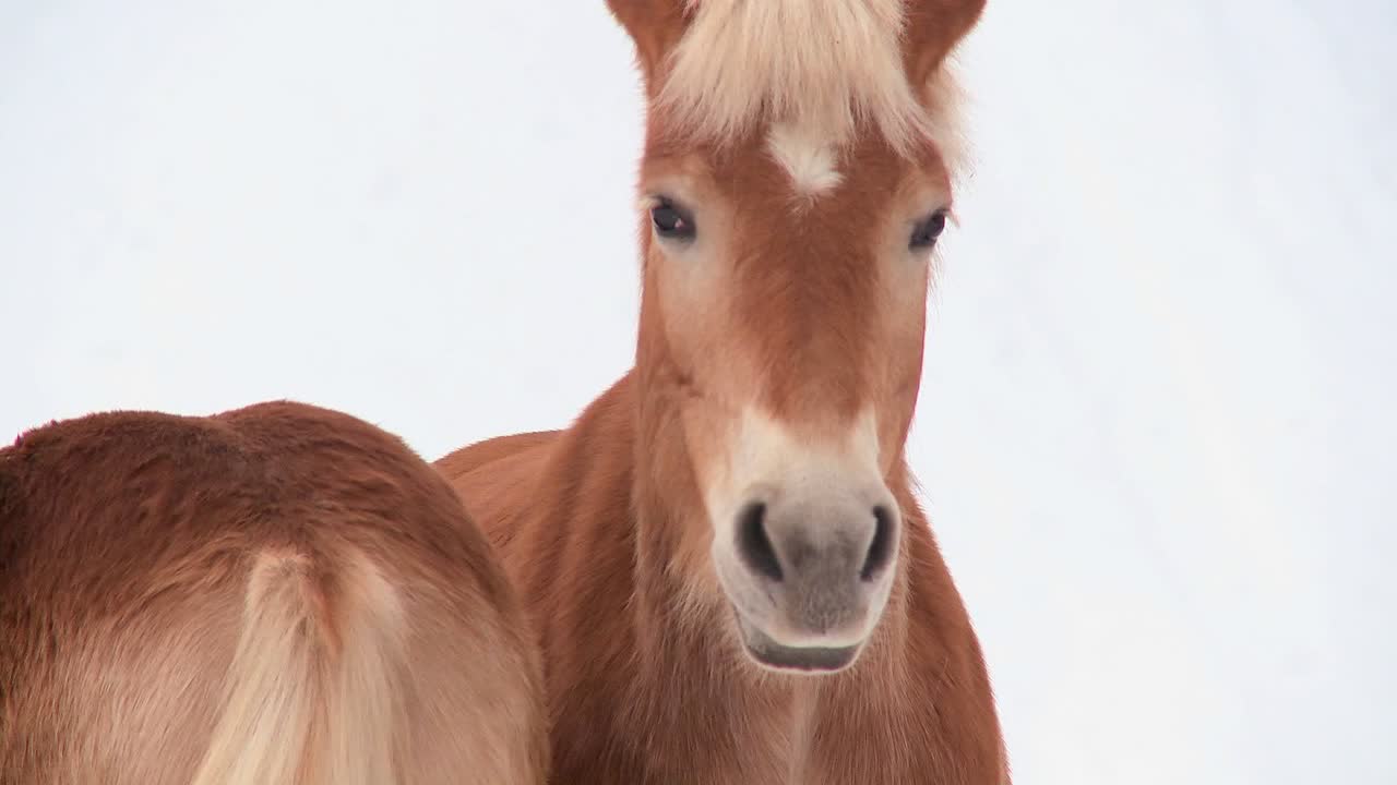 dos caballos parados en la nieve