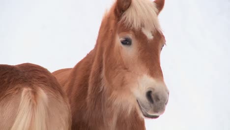 Two-horses-stand-in-the-snow