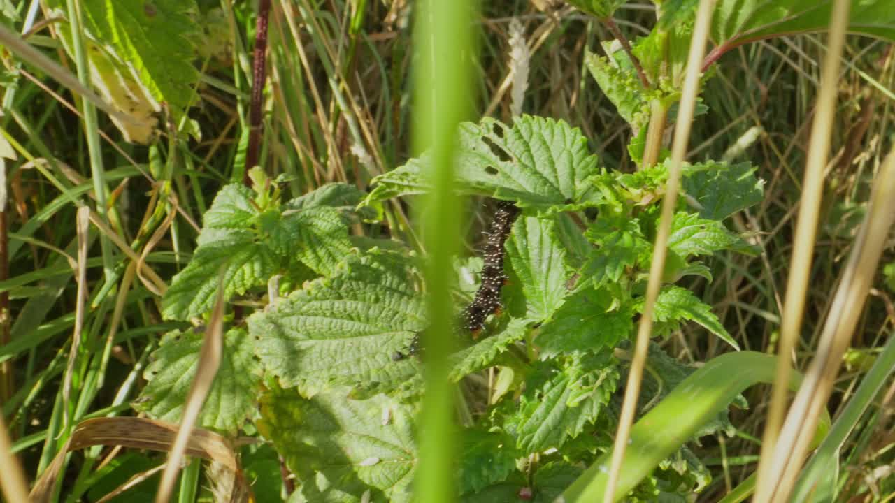 Overhead view of black caterpillar eating leaf in dense grassy vegetation