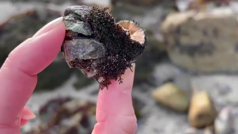 primer plano de una mano sosteniendo un quitón musgoso enrollado desalojado de una roca y varado en la playa