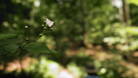 summer in the woods, the left-right pan shows a branch with green leaves and a small white flower on the top