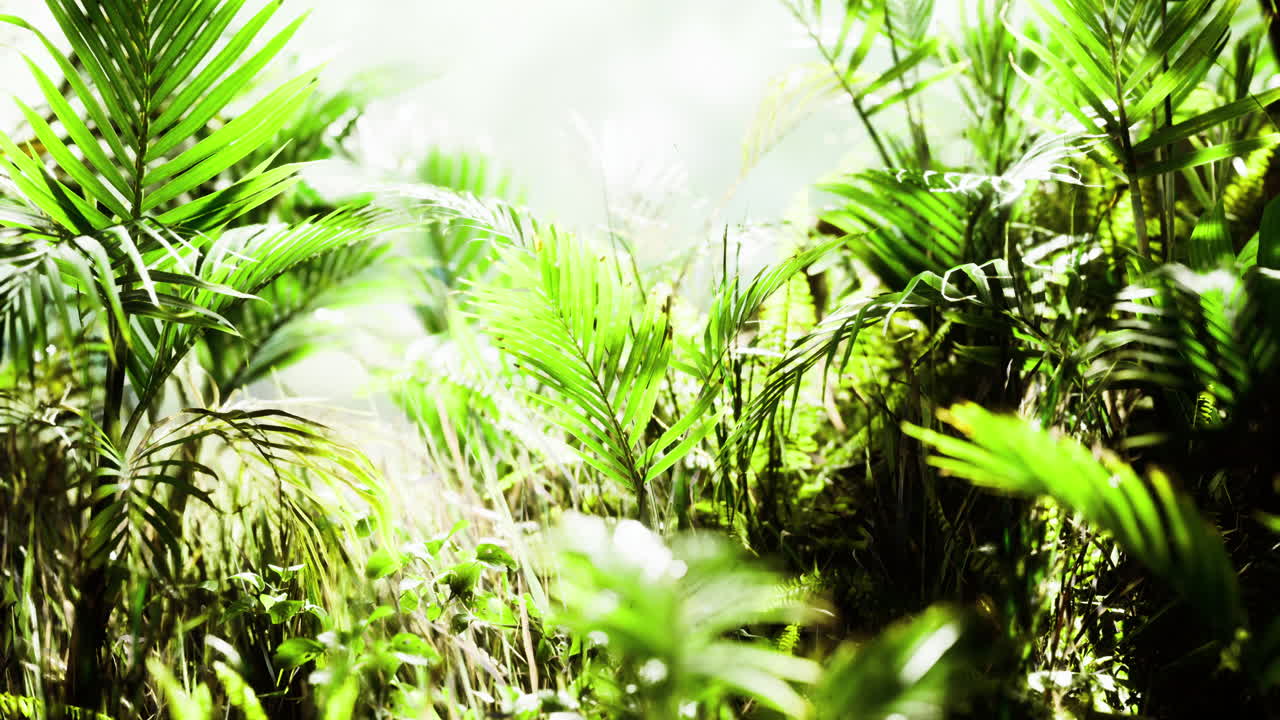 Lush greenery in a tropical rainforest with sunlight filtering through