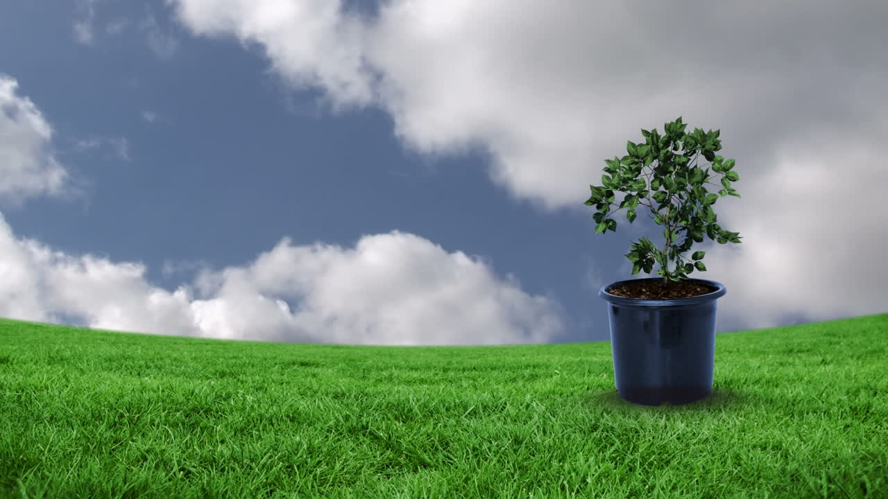 animación de una planta en una maceta sobre el cielo con nubes
