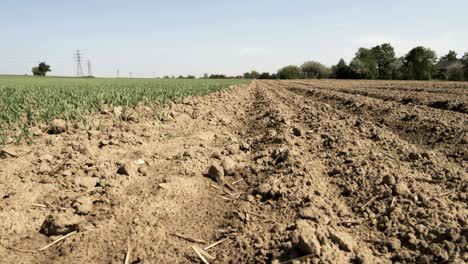 small green wheat next to plowed soil