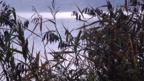 Niebla-Sobre-El-Río-Y-Juncos-En-La-Mañana-De-Otoño