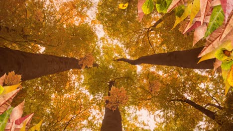Animation-Von-Blättern,-Die-über-Die-Herbstliche-Baumlandschaft-Fallen