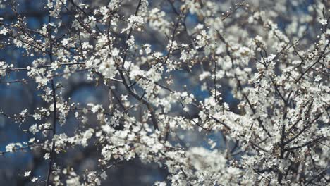 delicate white cherry blossoms on the dark slender branches