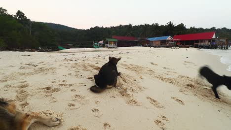 Perros-Callejeros-Khmer-Divirtiéndose-En-La-Playa-En-La-Isla-De-Koh-Rong,-Camboya,-Que-Muestra-La-Simplicidad-De-La-Vida-En-La-Isla