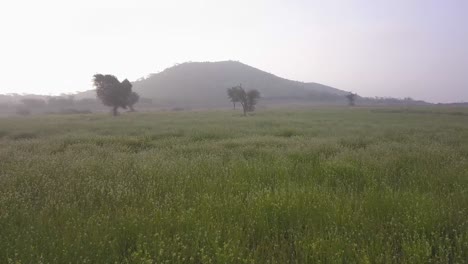 panoramic view of the lush meadow with fresh green grass in rajasthan, india on a misty morning - panning shot