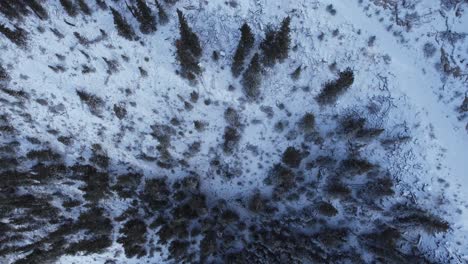 Pine-tree-forest-and-road-in-snow-from-above