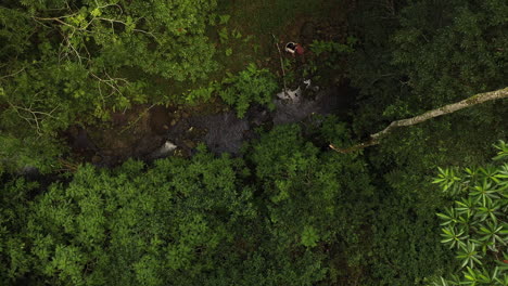 4k-Drone-shot-zooming-out-from-a-green-dense-forest-in-Australia