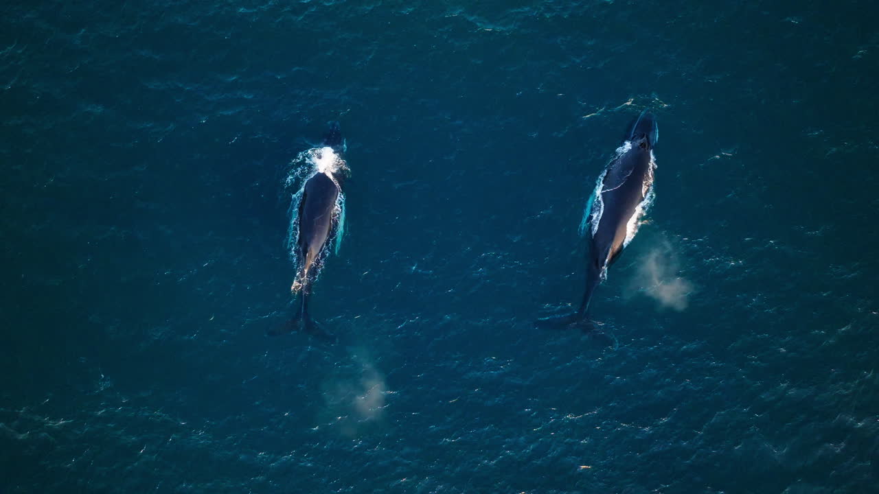 un par de ballenas jorobadas rompen la superficie y se juntan, rastreando desde el aire