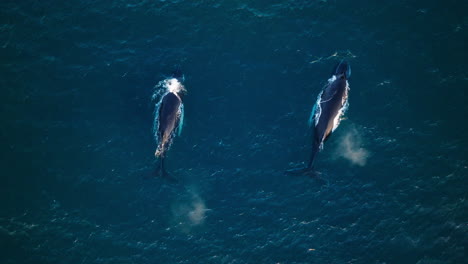un par de ballenas jorobadas rompen la superficie y se juntan, rastreando desde el aire