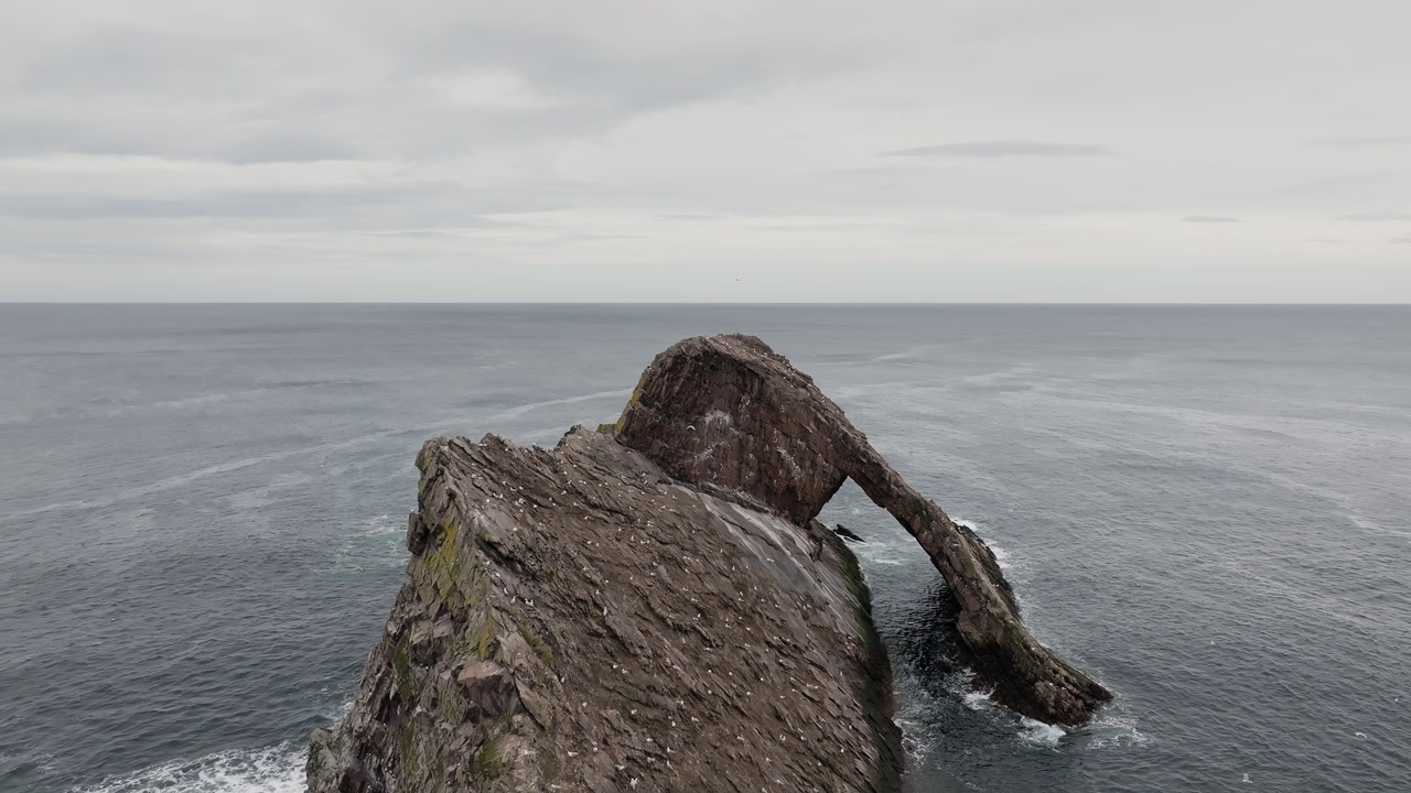 Nesting place for sea birds including herring gulls, great black backed gulls and lesser black backed on Bow Fiddle Rock, Portknockie village, Scotland, Aerial closeup