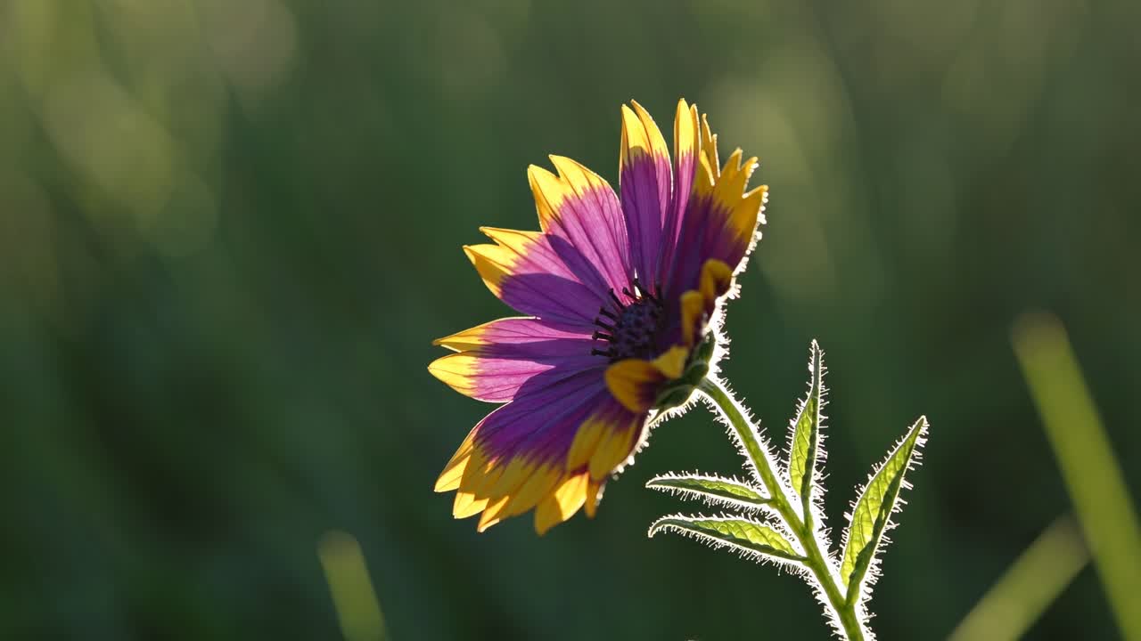 Nærbildevideo av en levende lilla og gul blomst i sollys, filmet fra en sidevinkel