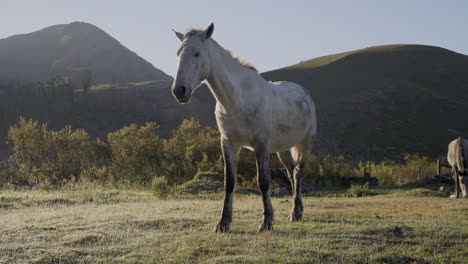 camera tracks left revealing two horses on a cold misty morning in golden light during the sunrise