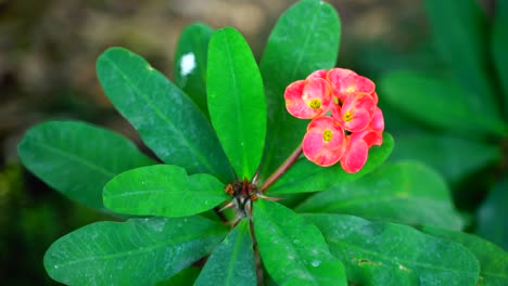 flower in the garden shined at sun-57