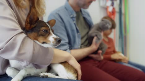 owners of animals waiting for visit at vet.