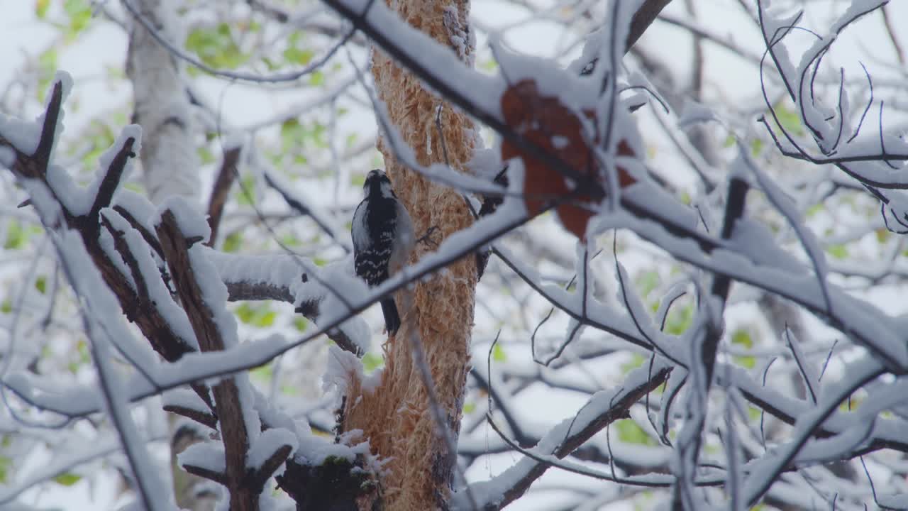 pájaro carpintero sentado en medio de ramas cargadas de nieve