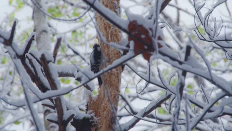 Pájaro-Carpintero-Sentado-En-Medio-De-Ramas-Cargadas-De-Nieve