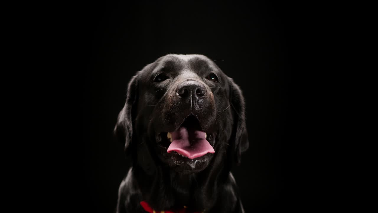 нос черного лабрадора на черном фоне, крупный план темного ретривера с открытым ртом, глядящим в камеру. съемка домашнего питомца в студии