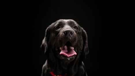 el hocico de un labrador negro sobre un fondo negro, primer plano de un perro retriever oscuro con la boca abierta mirando a la cámara. disparar a una mascota doméstica en el estudio