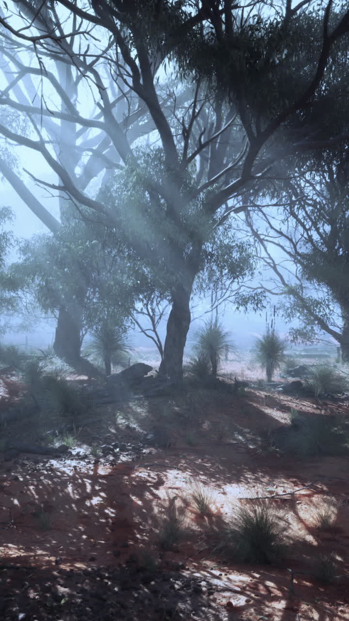 bosque de niebla con luz solar