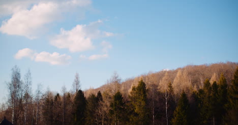 Trees-Moving-On-Wind-In-Spring