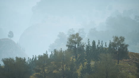 árboles-En-Pradera-Entre-Laderas-Con-Bosque-En-Niebla