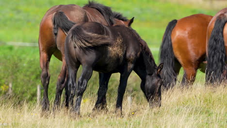 a group of horses with varying coats, including brown and dark brown, graze together in a field, with their tails swishing in the green meadow