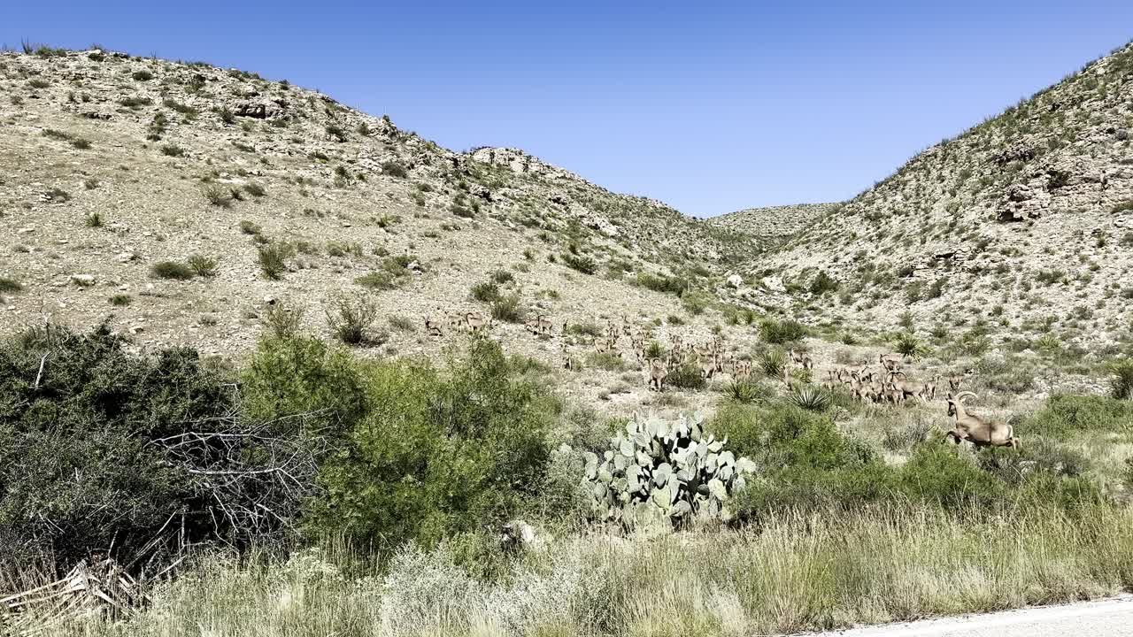 Rams running up the slope of a mountain