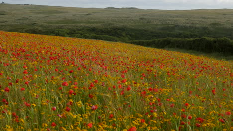 Vista-A-Través-Del-Campo-De-Flores-Silvestres-En-West-Pentire,-Cornwall.