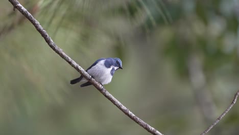 el pájaro papamoscas ultramarino se posa en una rama y vuela lejos