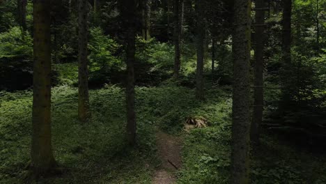 Drone-Aéreo-De-Bosque-Natural-Verde