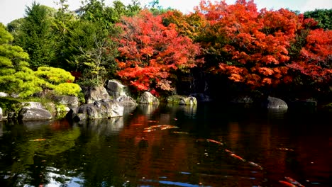 koi fish swimming in japanese garden