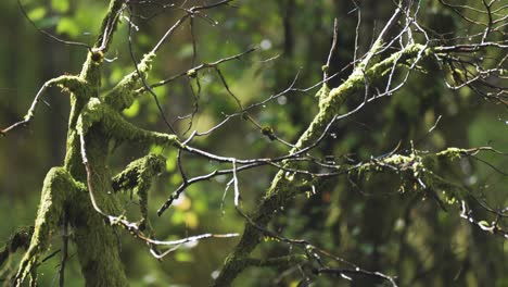 a close-up shot of the moss-covered and withered tree branches