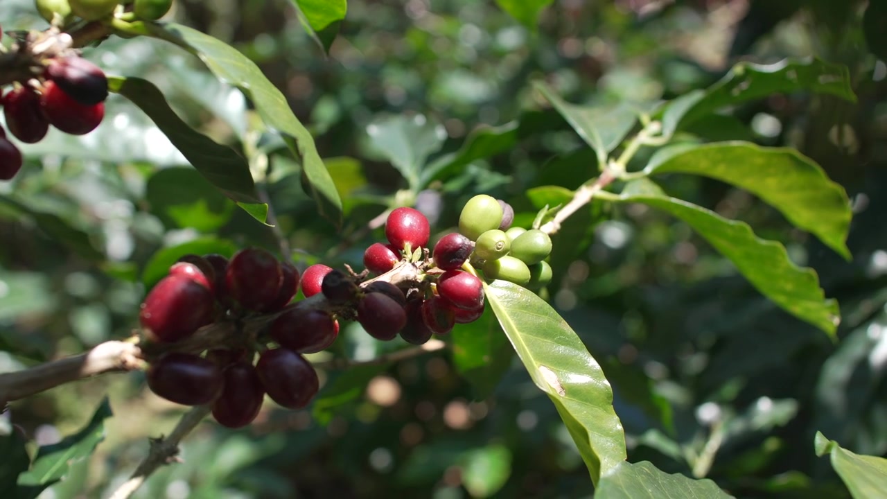 Primo piano di ciliegie di caffè rosse fresche su un ramo della pianta nelle montagne dell'Honduras, stagione della raccolta del caffè