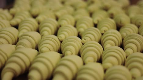 croissants alineados en una bandeja para hornear grande lista para entrar en el horno