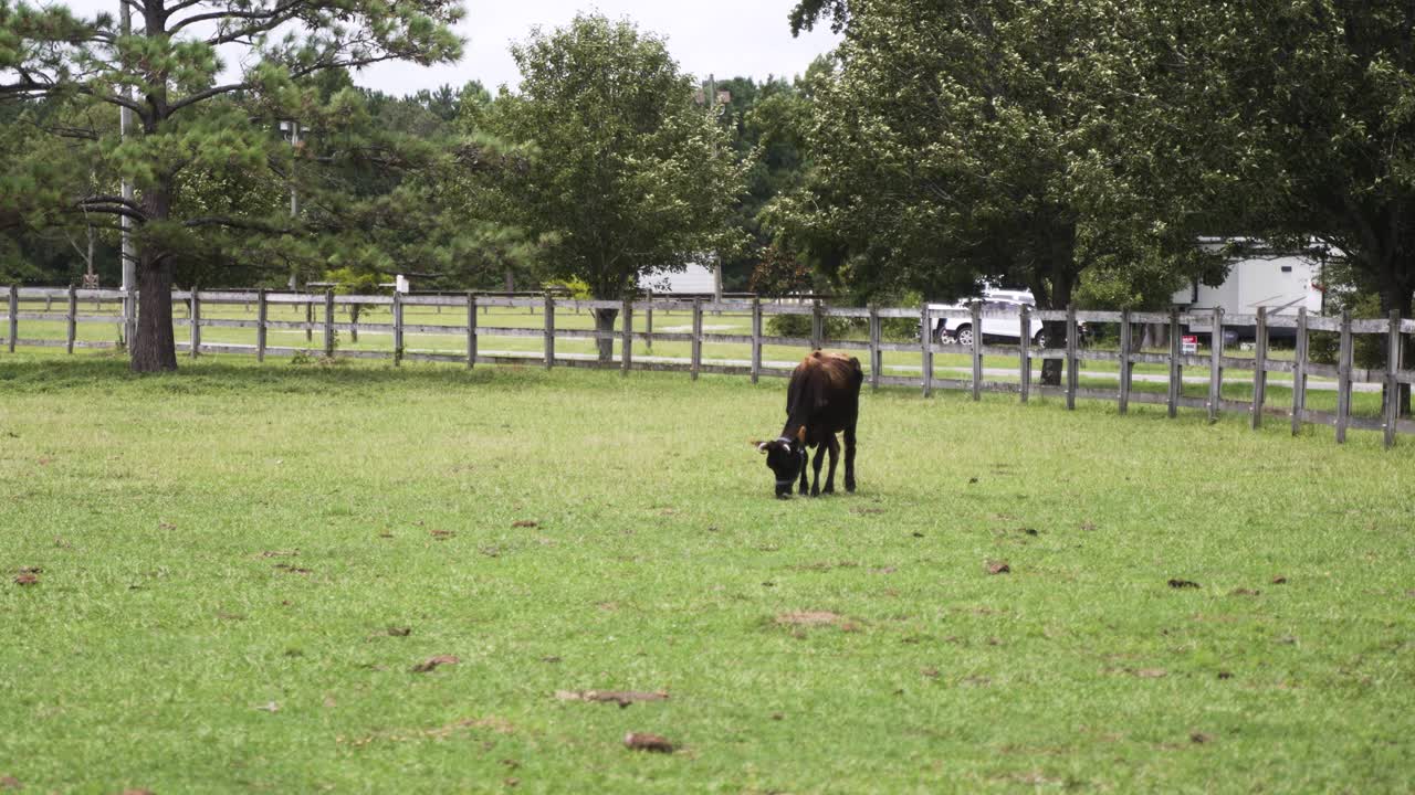 vaca lechera de leche negra pastando en el césped verde en un campo de pastos de tierras de cultivo