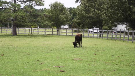 Black-milk-dairy-cow-grazing-on-green-grass-in-a-farmland-pasture-field