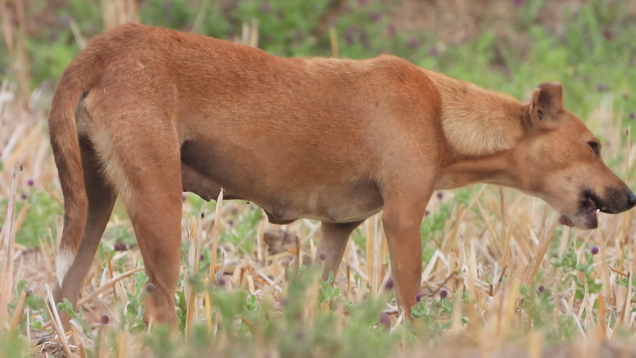 perro salvaje comiendo patas de cerdo..