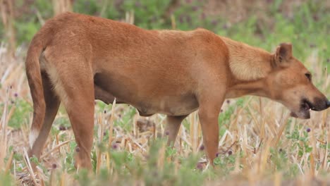 Perro-Salvaje-Comiendo-Patas-De-Cerdo..