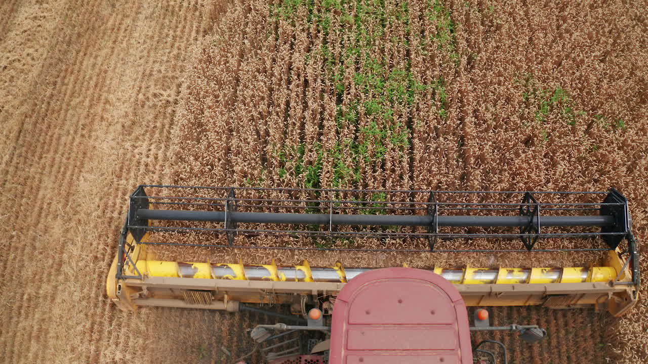Combine harvester front moves along the wheat field. Mower rotating and cutting dry crops. Top view.