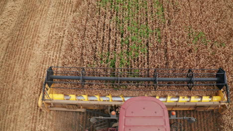 combine harvester front moves along the wheat field. mower rotating and cutting dry crops. top view.