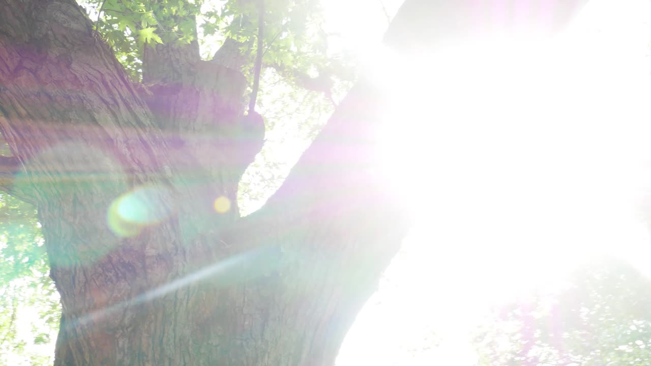 나무를 가로질러 햇빛 속으로 천천히 팬